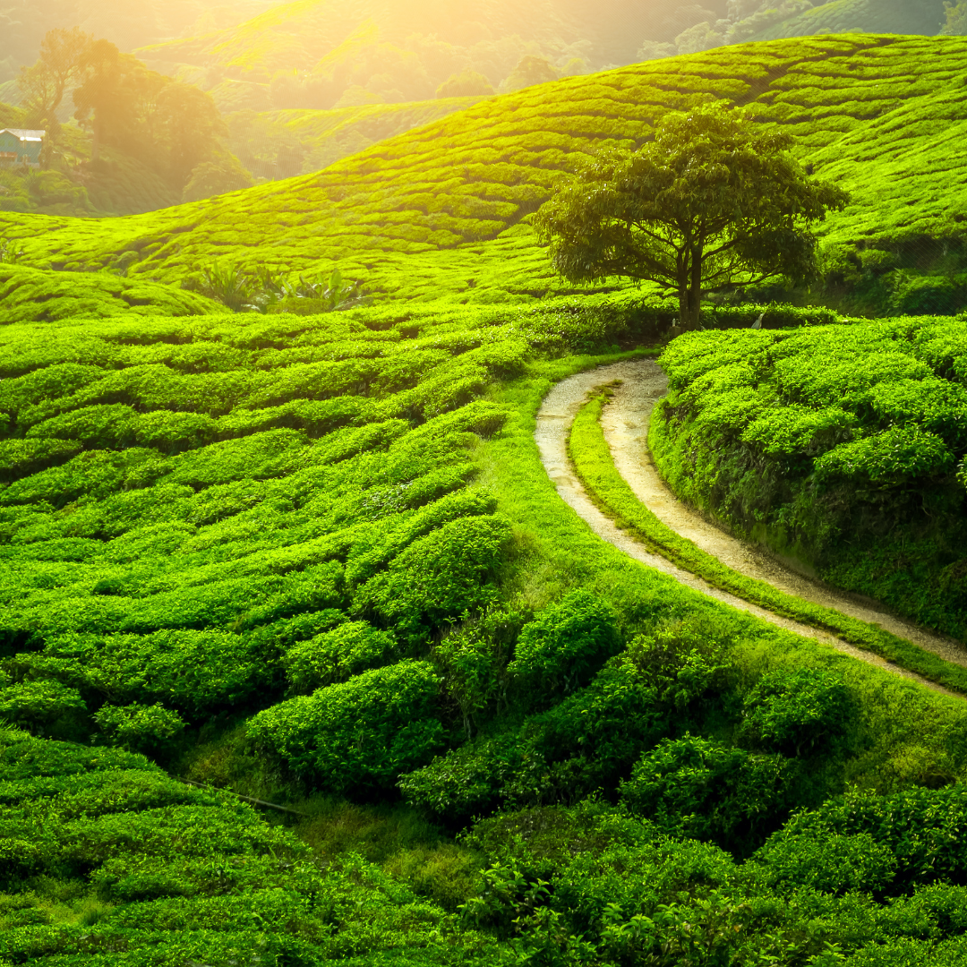 Darjeeling