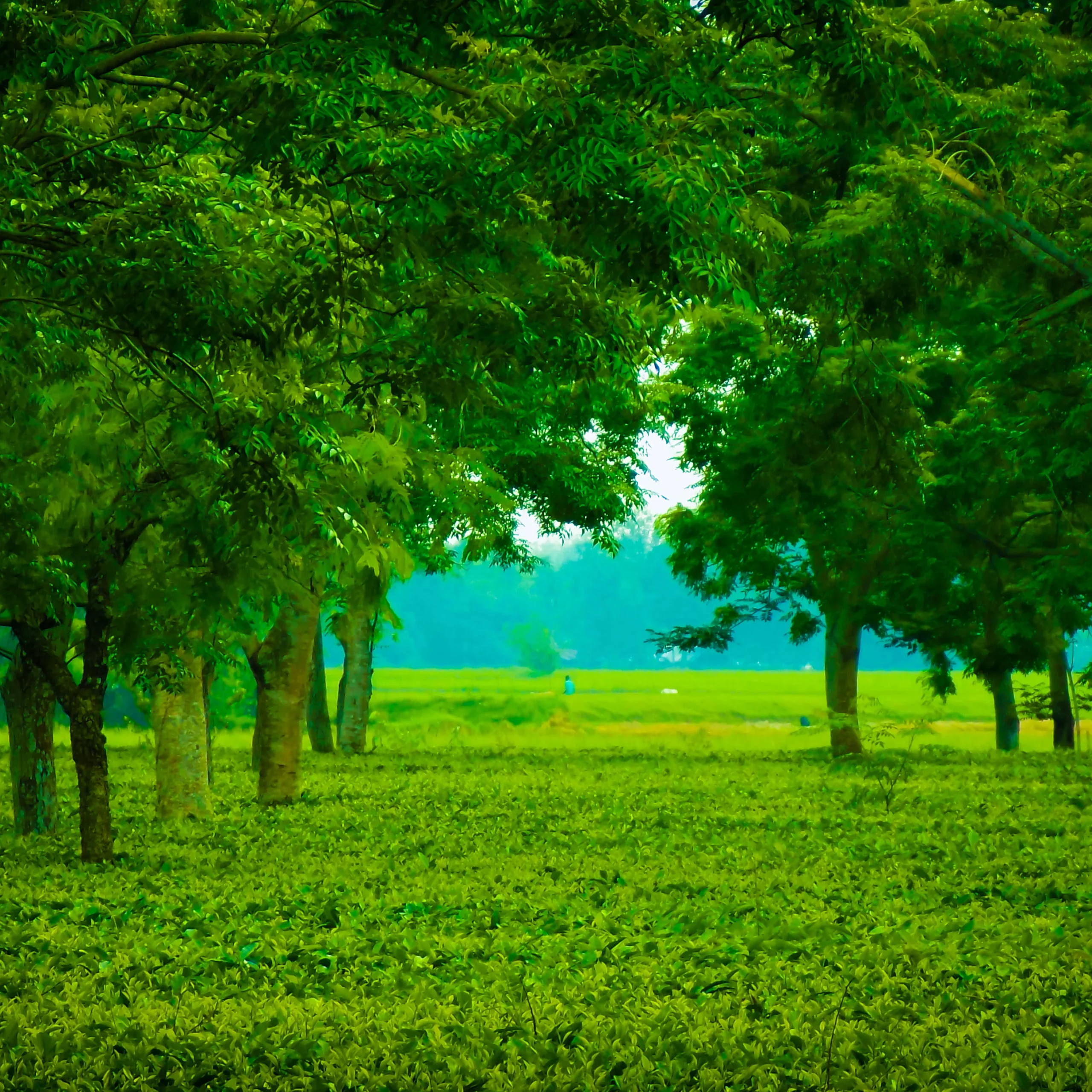 Assam tea fields landscape