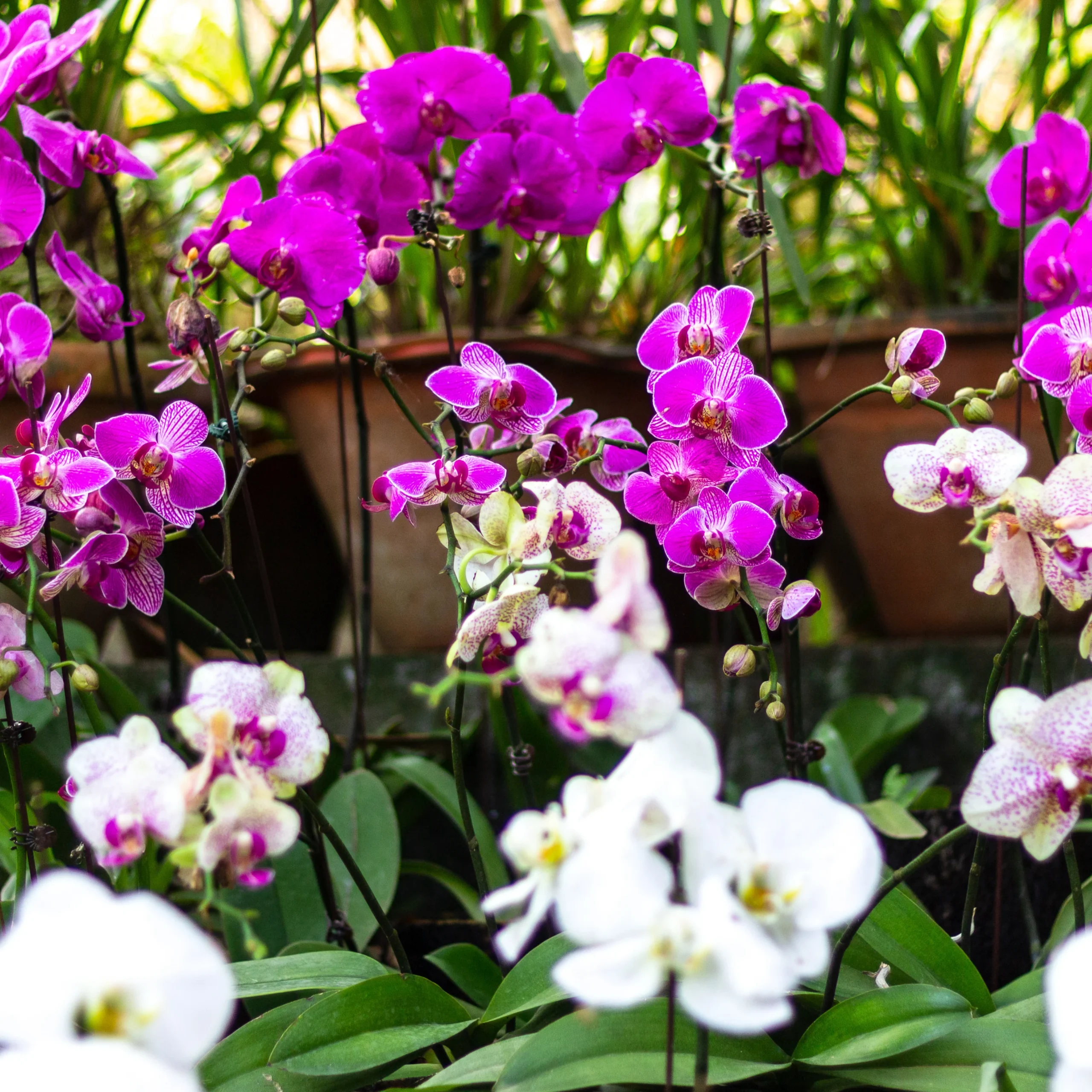 Orchid park