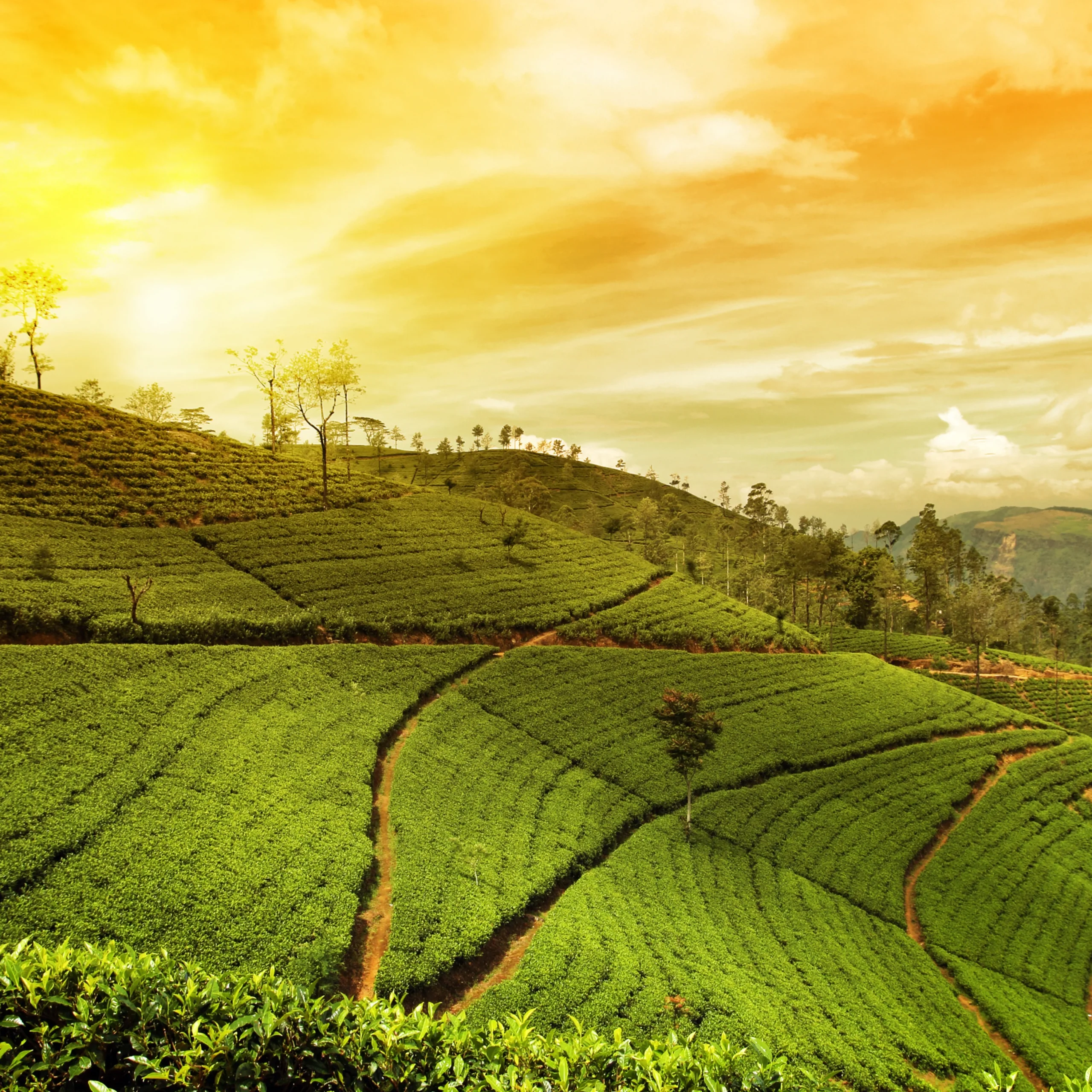 Assam fields