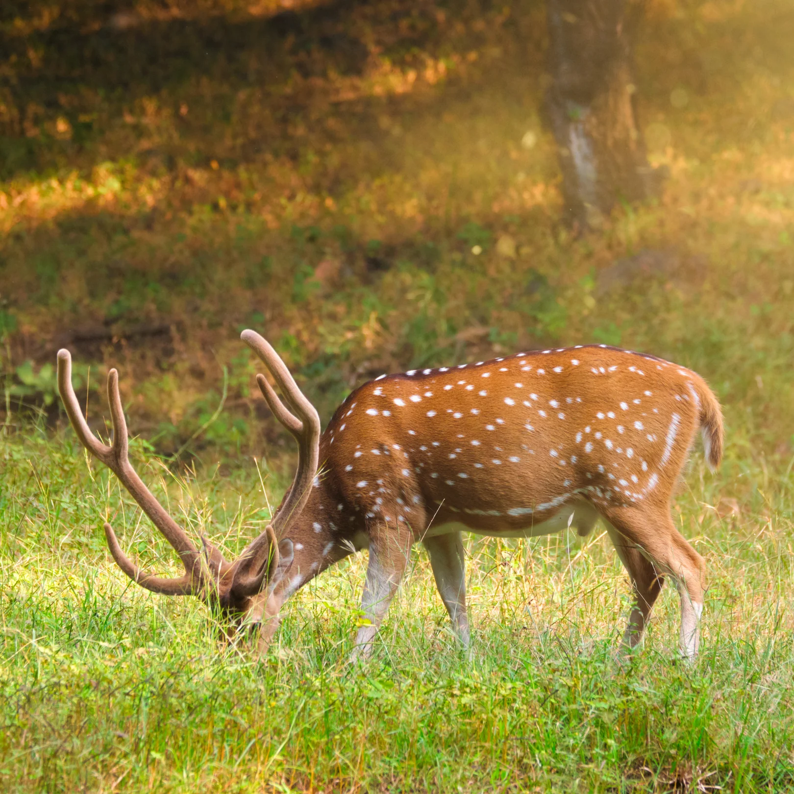 Deer in Ranthambore