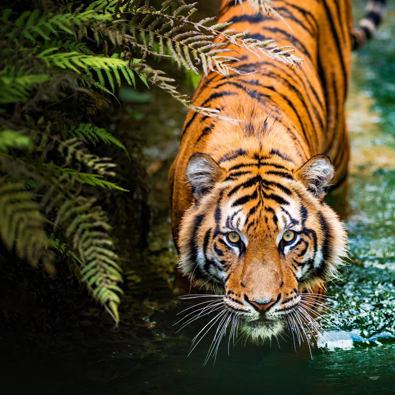 Tiger in bushes