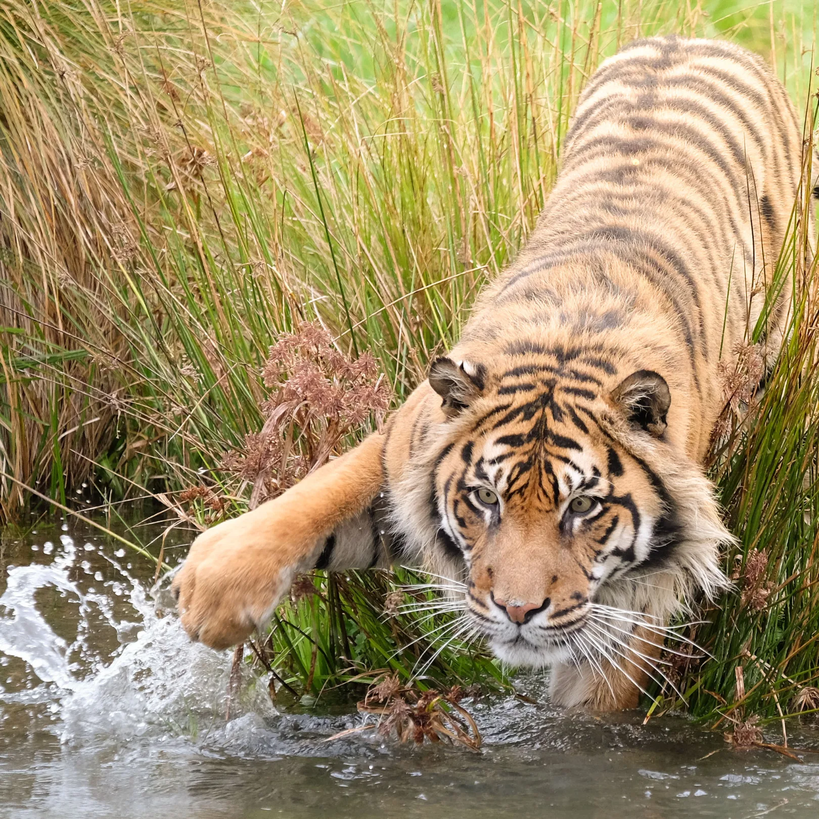 Tiger in water