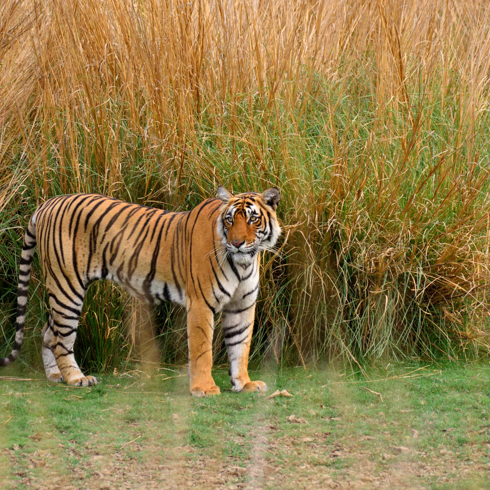 Ranthambore Tiger