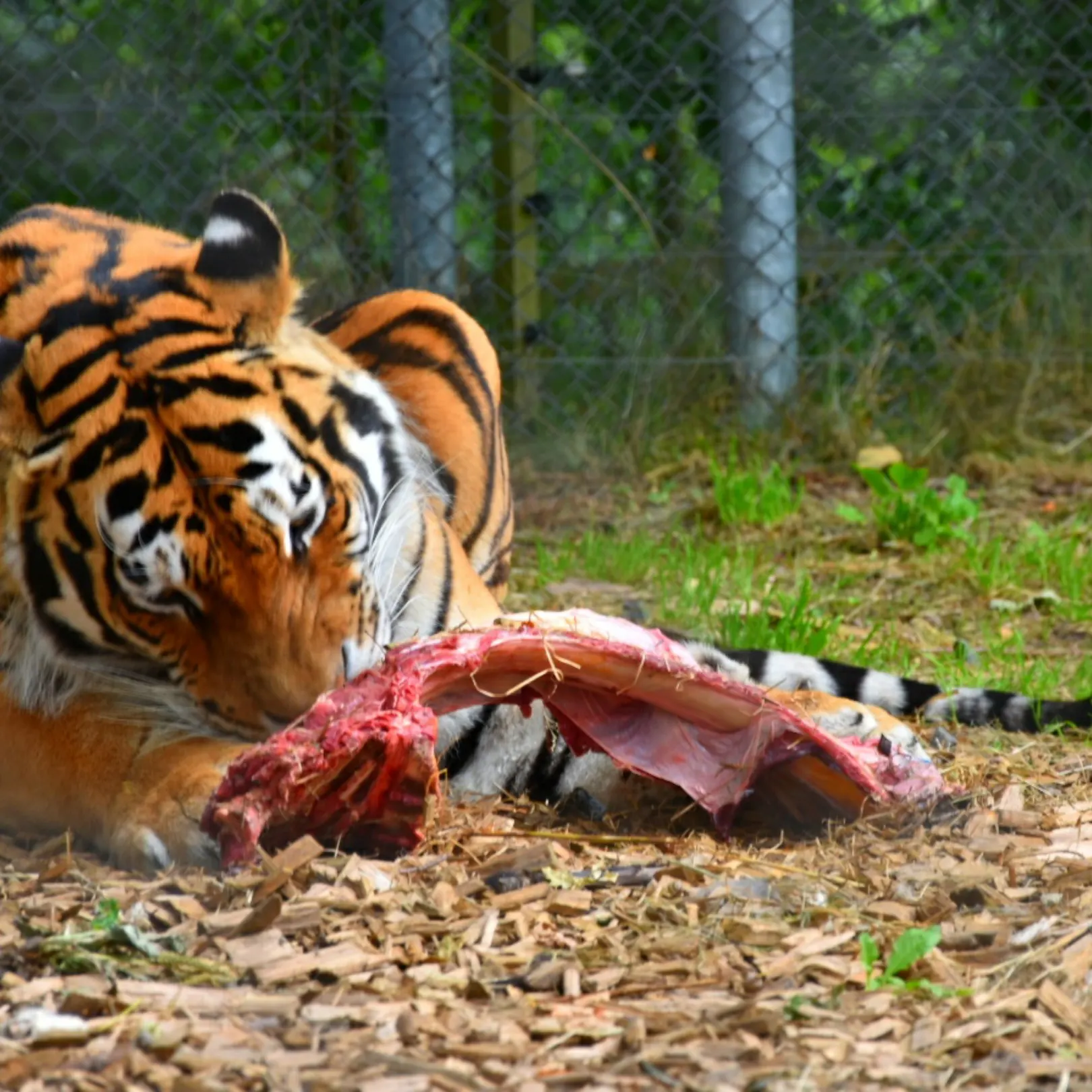 Tiger eating meat